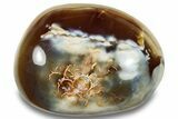 Colorful, Polished Carnelian Agate Palm Stone - Madagascar #256366-1